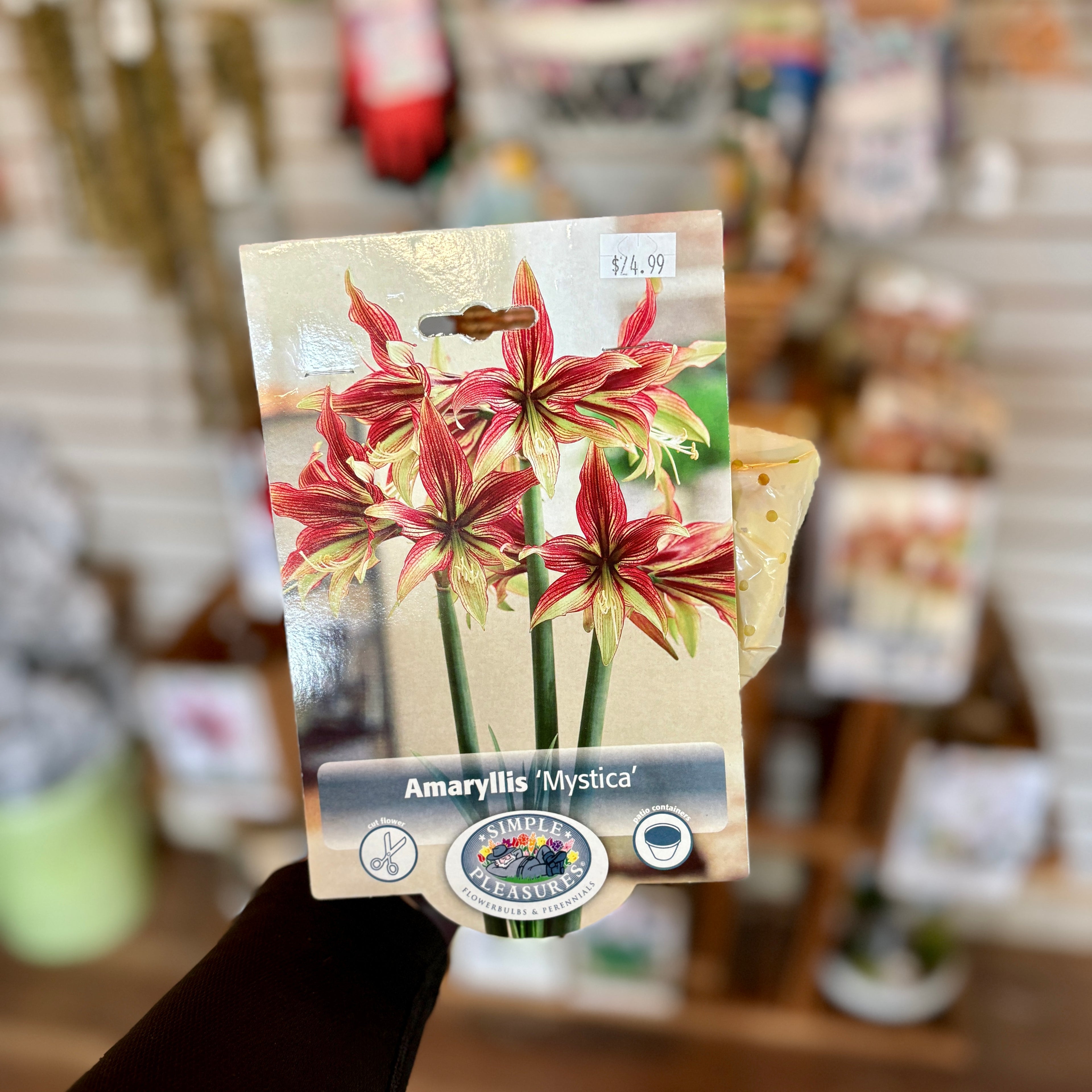 Amaryllis Mystica