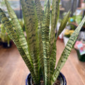 Sansevieria Zeylanica 8"