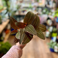 4" Jewel Orchid