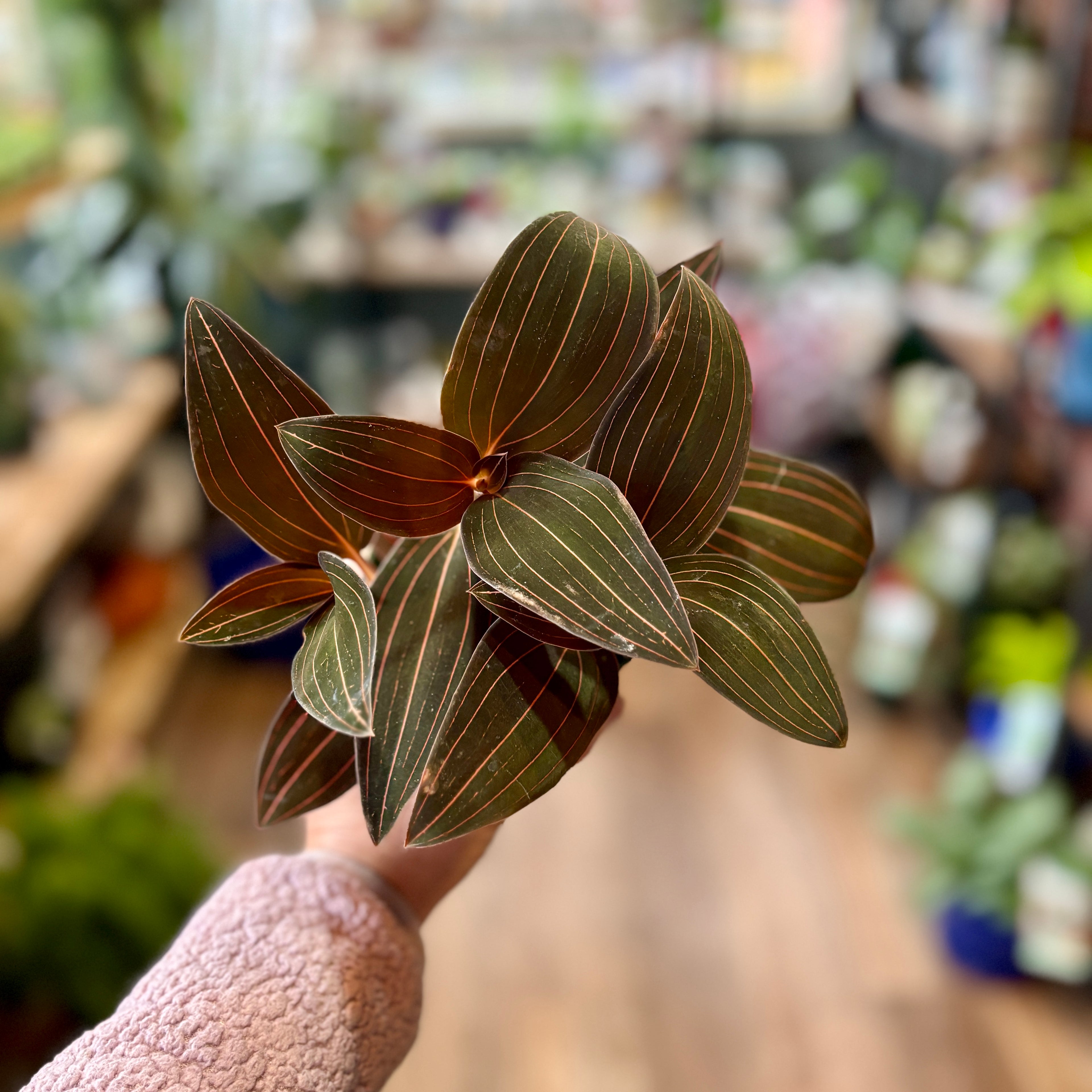 4" Jewel Orchid