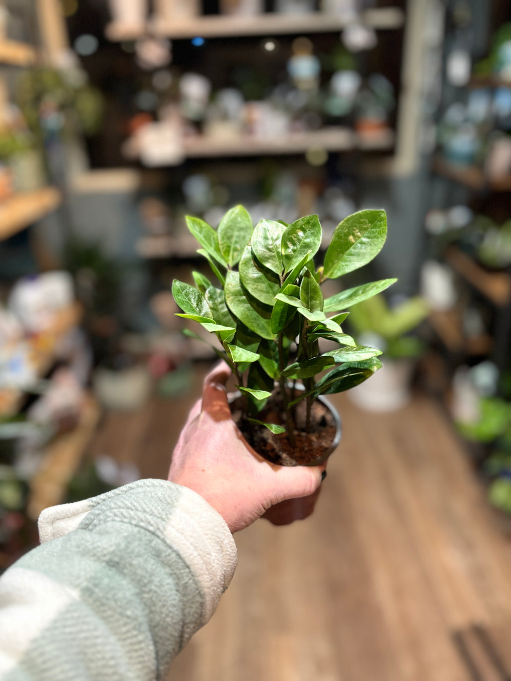 ZZ Plant - 4"