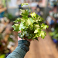 English Ivy - 6.5" LBR