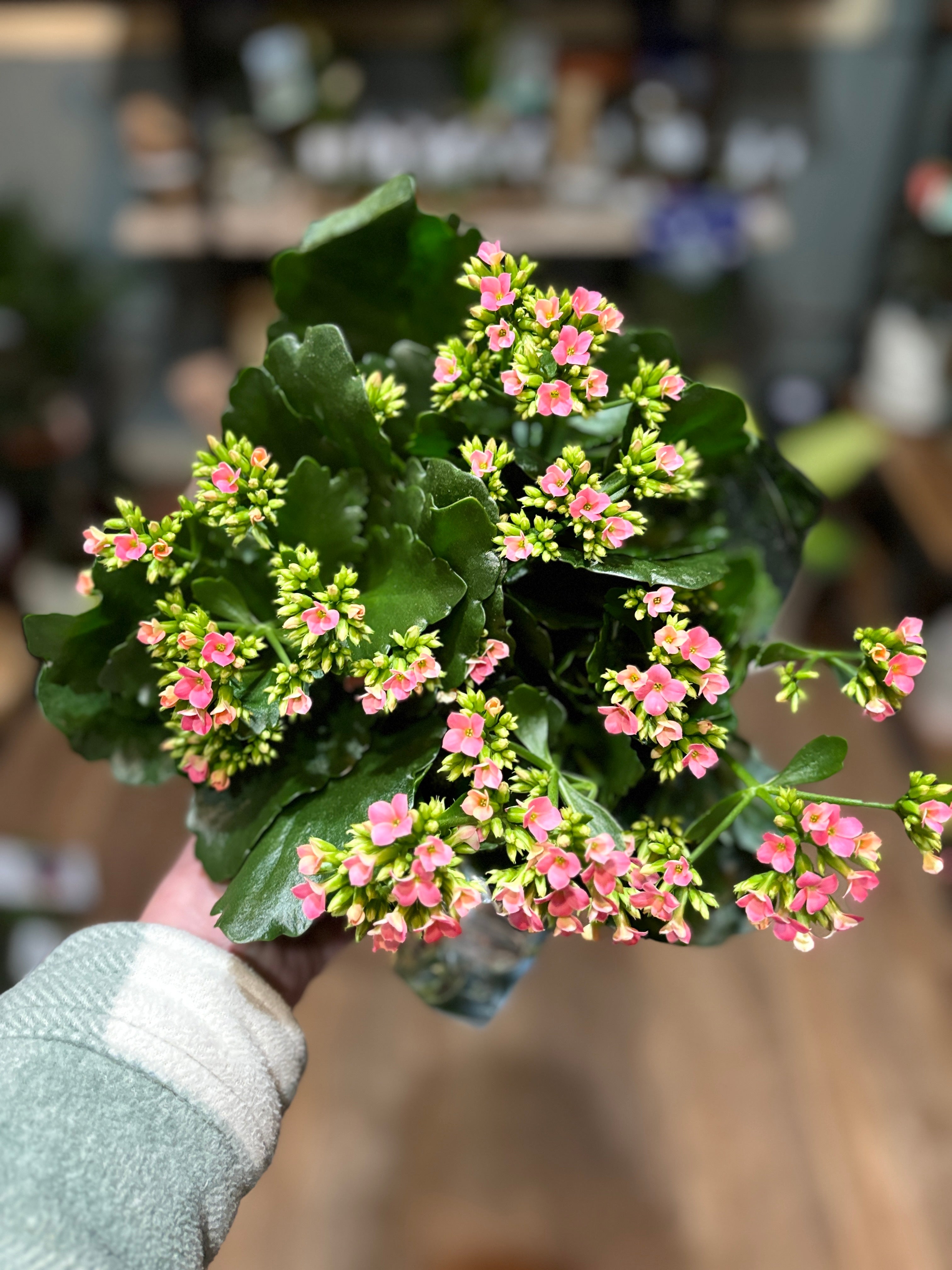 Kalanchoe 6"