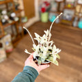 Kalanchoe Eriophylla/Snow White Panda Plant 4"