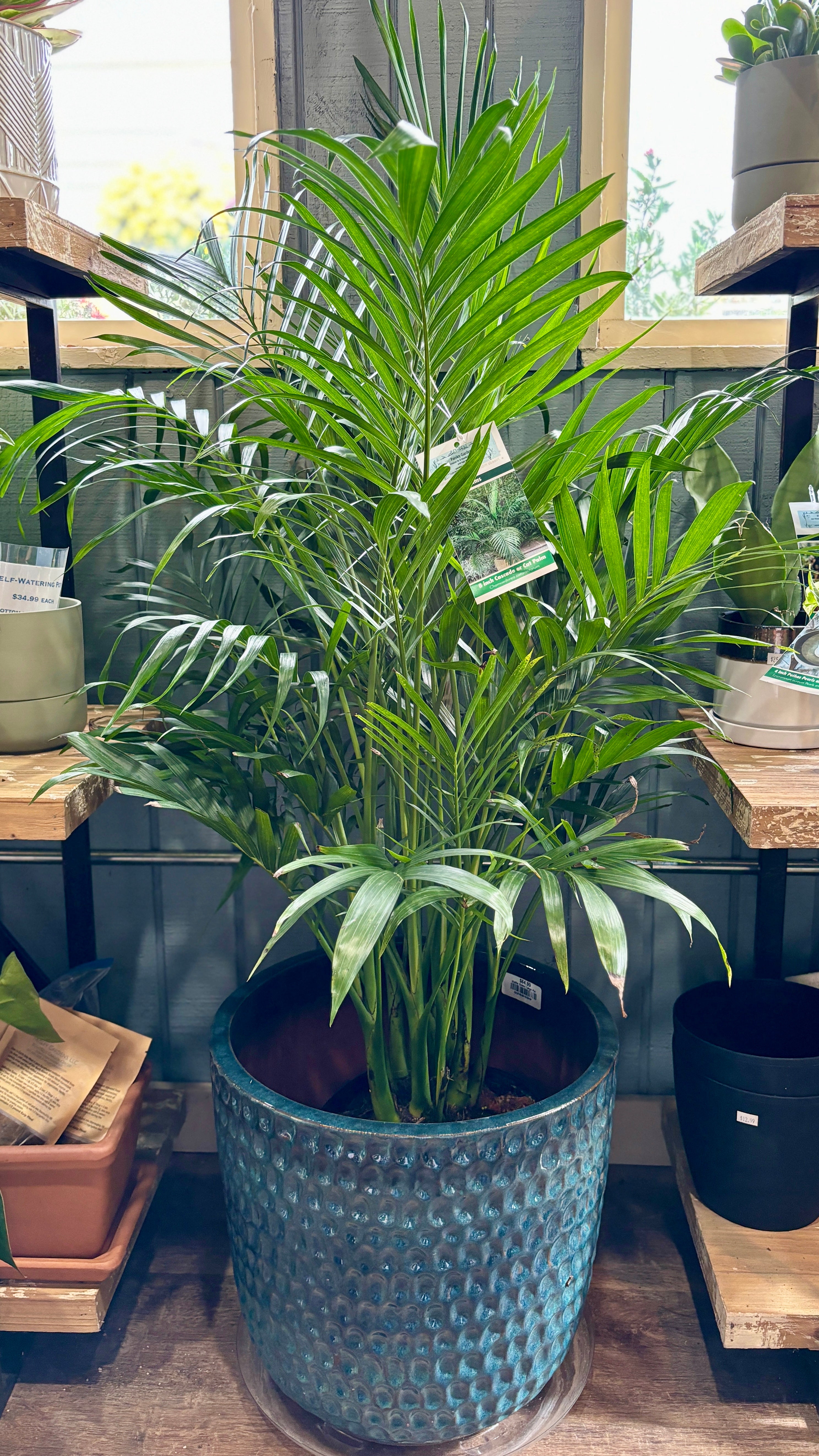 10" Cat Palm/Chamaedorea Cataractarum