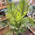 Palm Majesty 8.75"