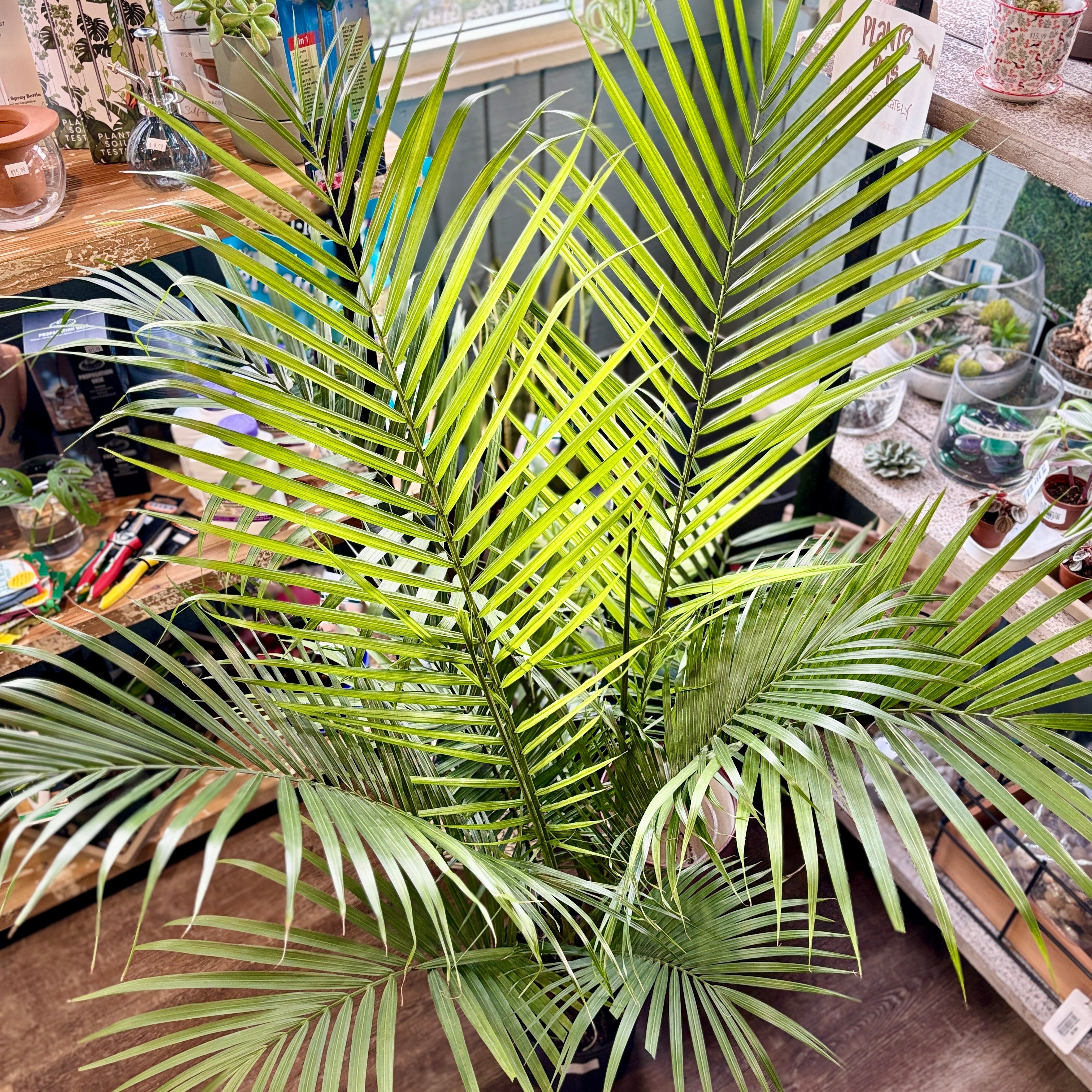 Palm Majesty 8.75"