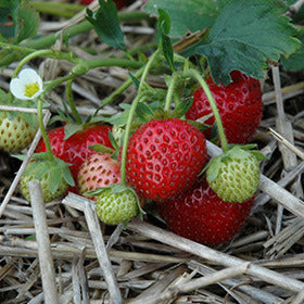 Annapolis June Bearing Strawberry Early Season Bare Root - 5 Bare Root Bundle