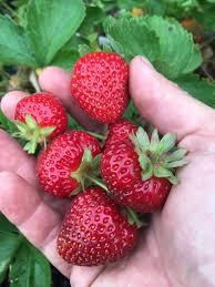 Cavendish Bare Root Strawberry Plants Early Midseason