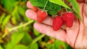 Dickens Bare Root Strawberry Late Season - 5 Bare Root Bundle