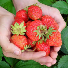 Evie-2 Bare Root Strawberry Day Neutral
