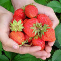 Evie-2 Bare Root Strawberry Day Neutral - 5 Bare Root Bundle