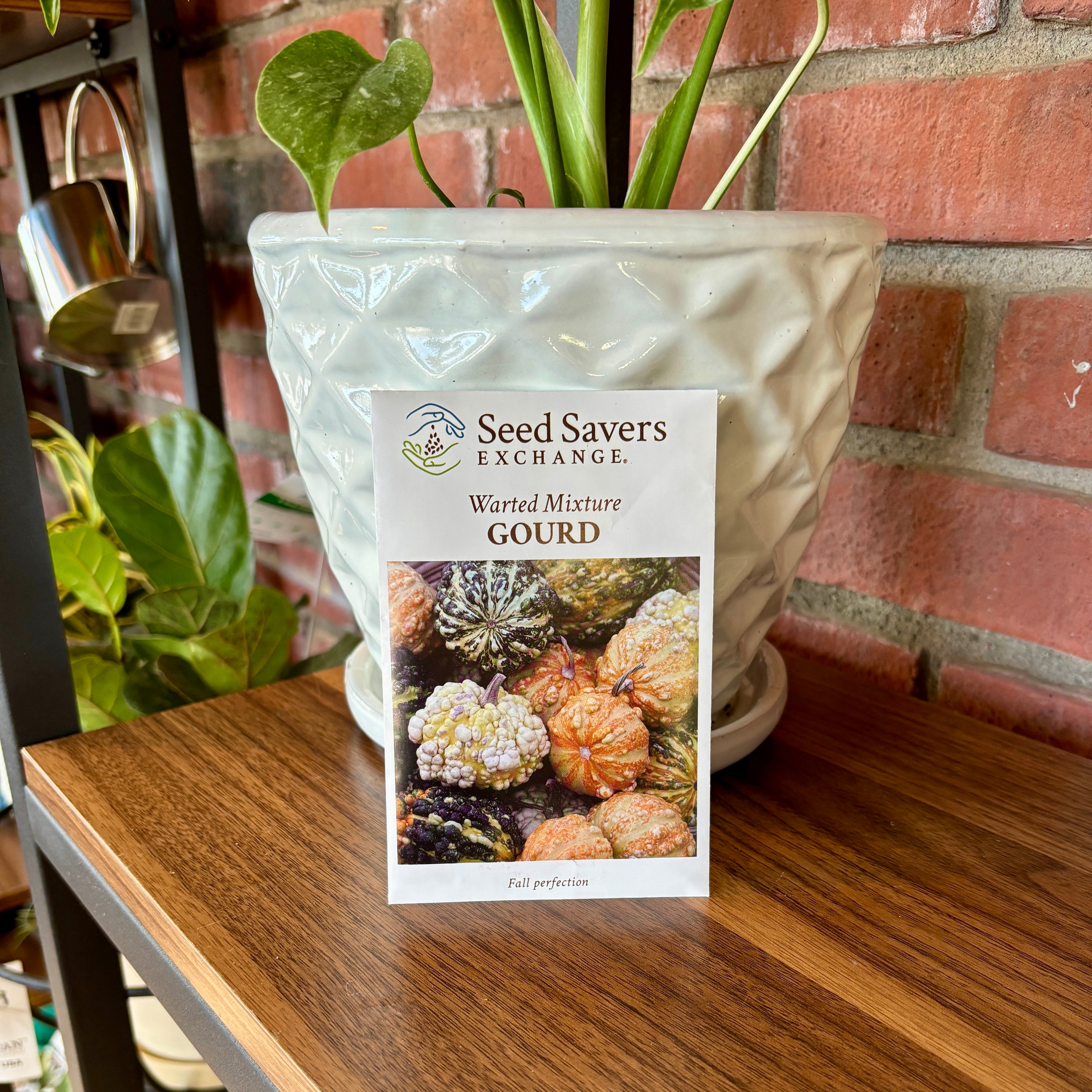 Warted Mixture Gourd