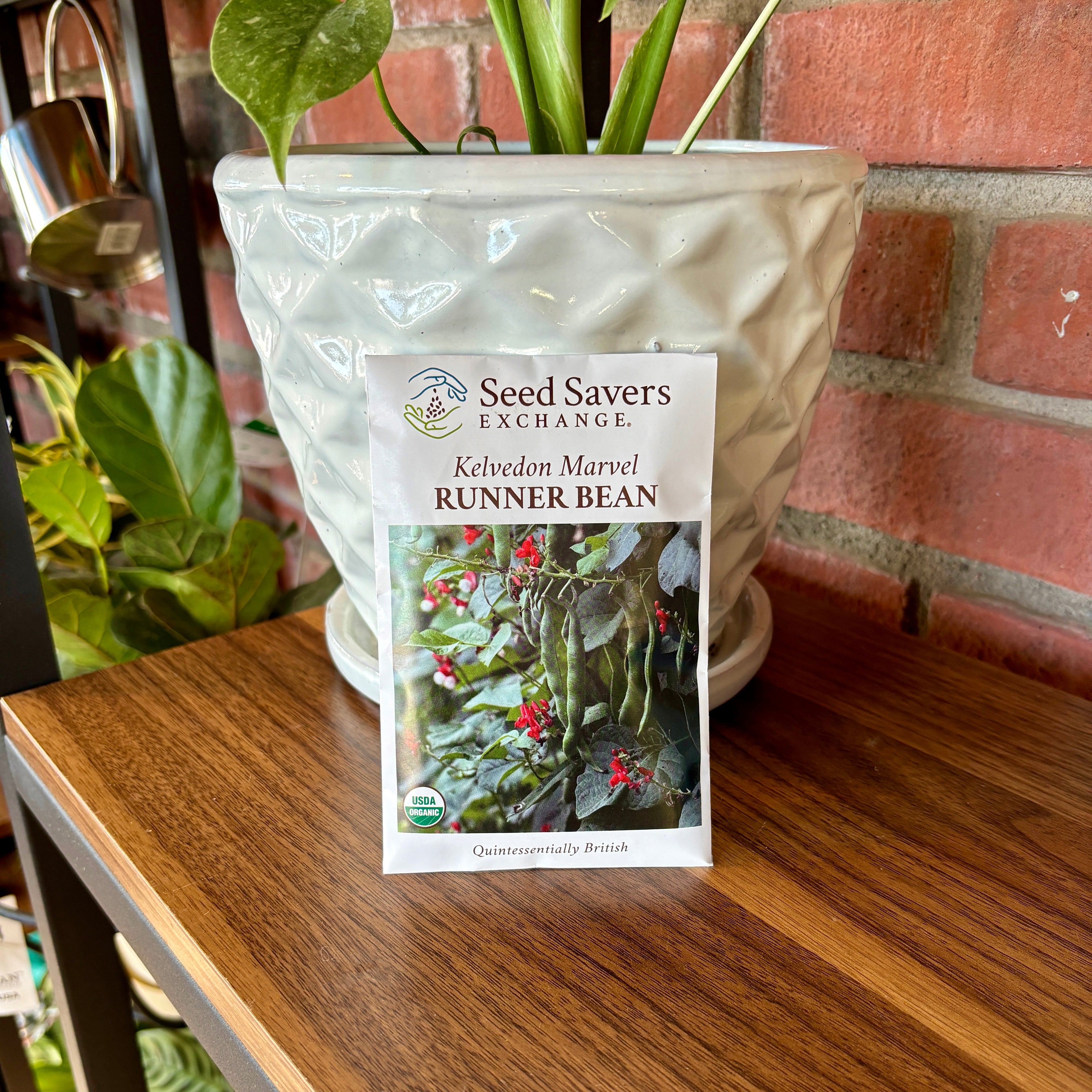 Runner Bean Kelvedon Marvel