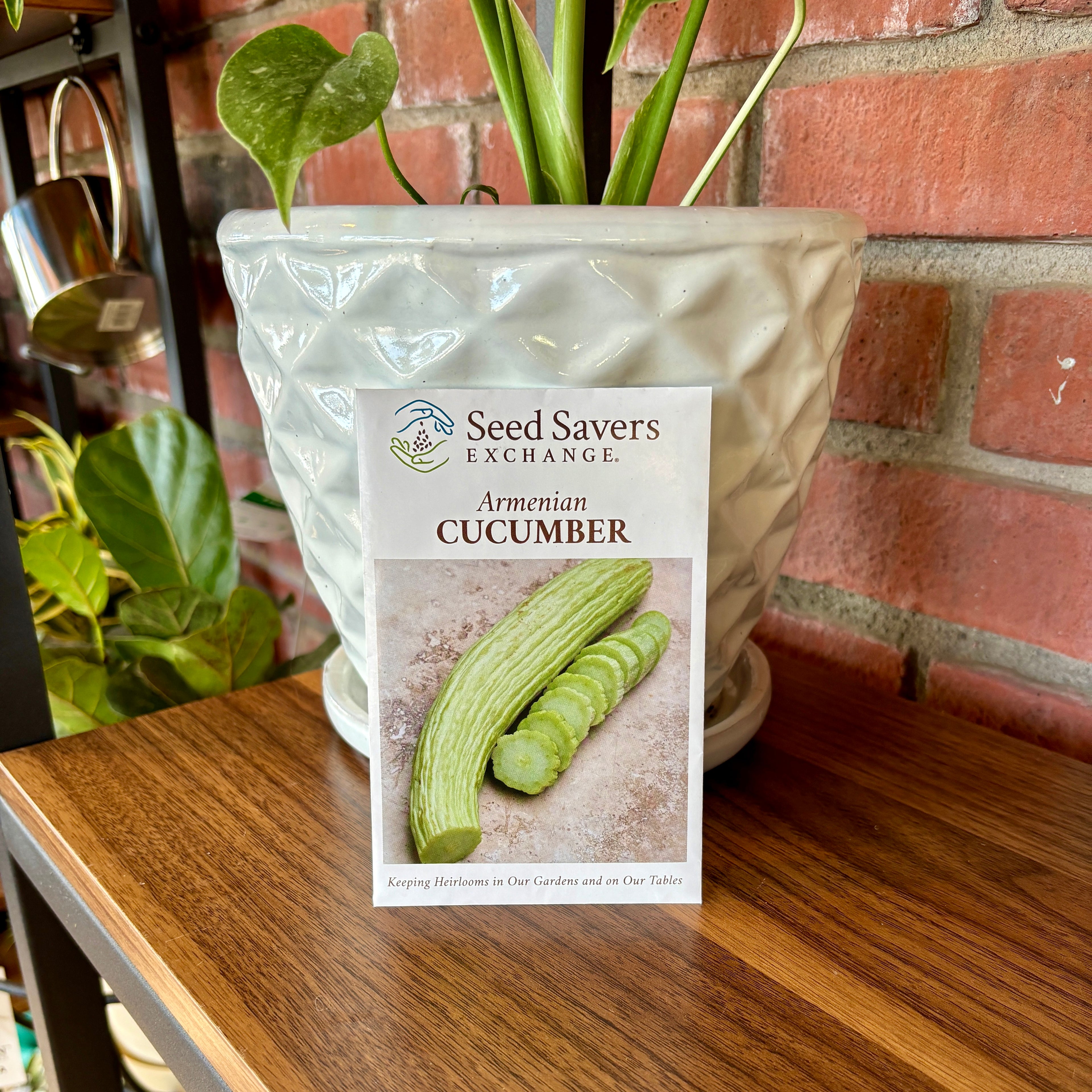 Cucumber Armenian