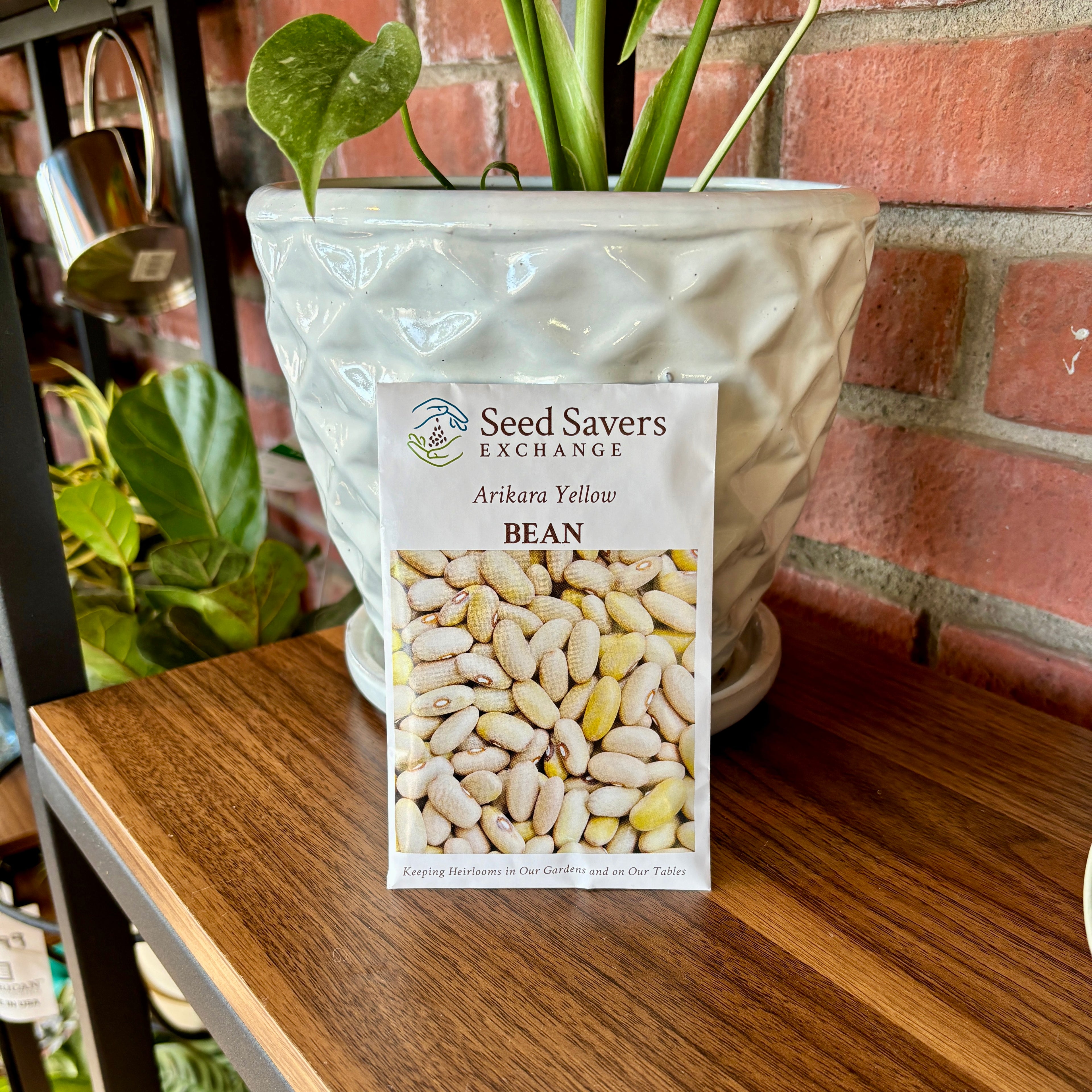 Bean Arikara Yellow