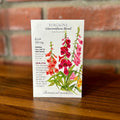 Foxglove Gloxiniiflora Blend | Digitalis Purpurea