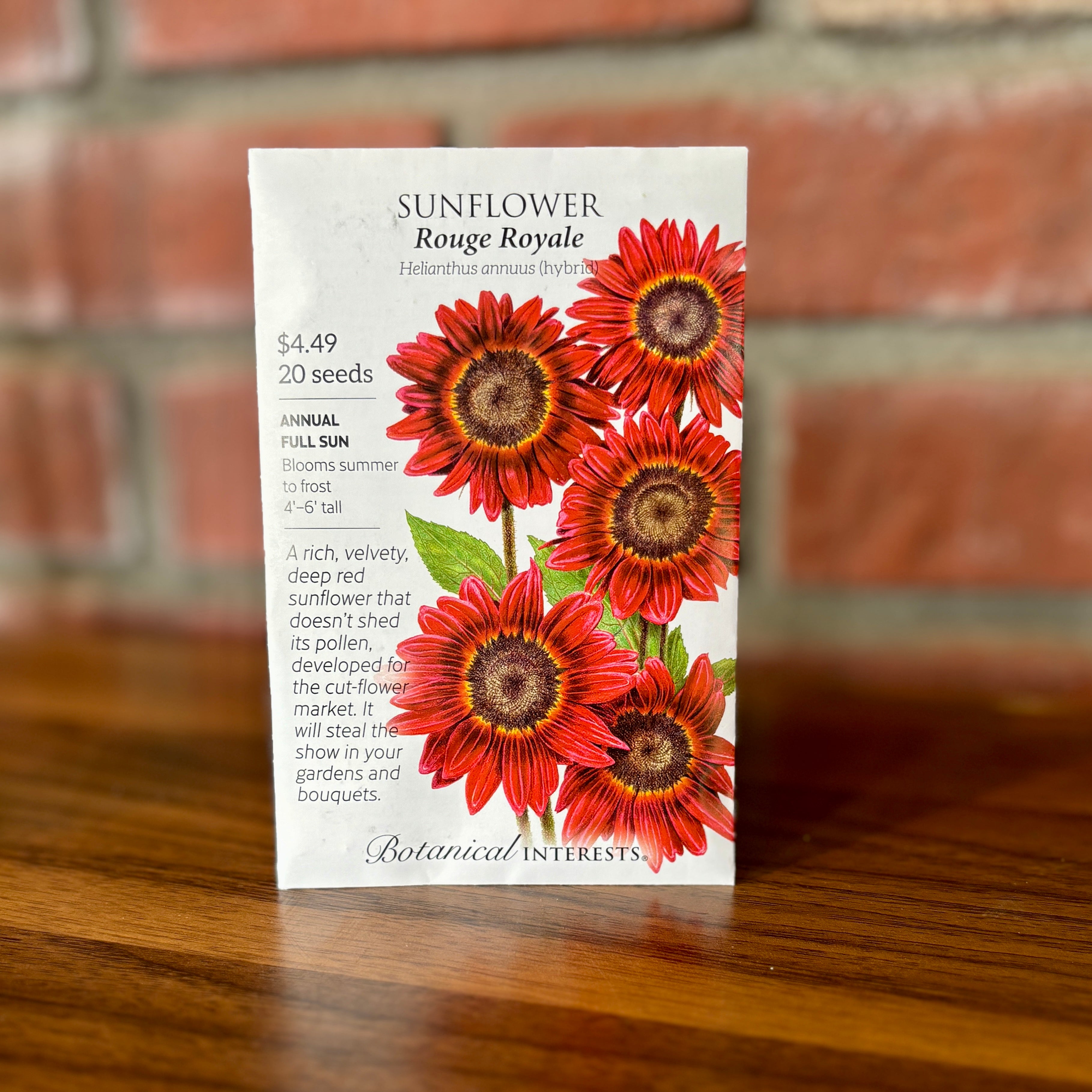 Sunflower 'Rouge Royale' Hybrid | Helianthus