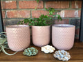 Everly Ceramic Pot
