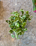 Pothos Pearls & Jade - 6”