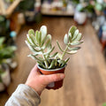 Succulent Cotyledon 'silver Peak' 4"