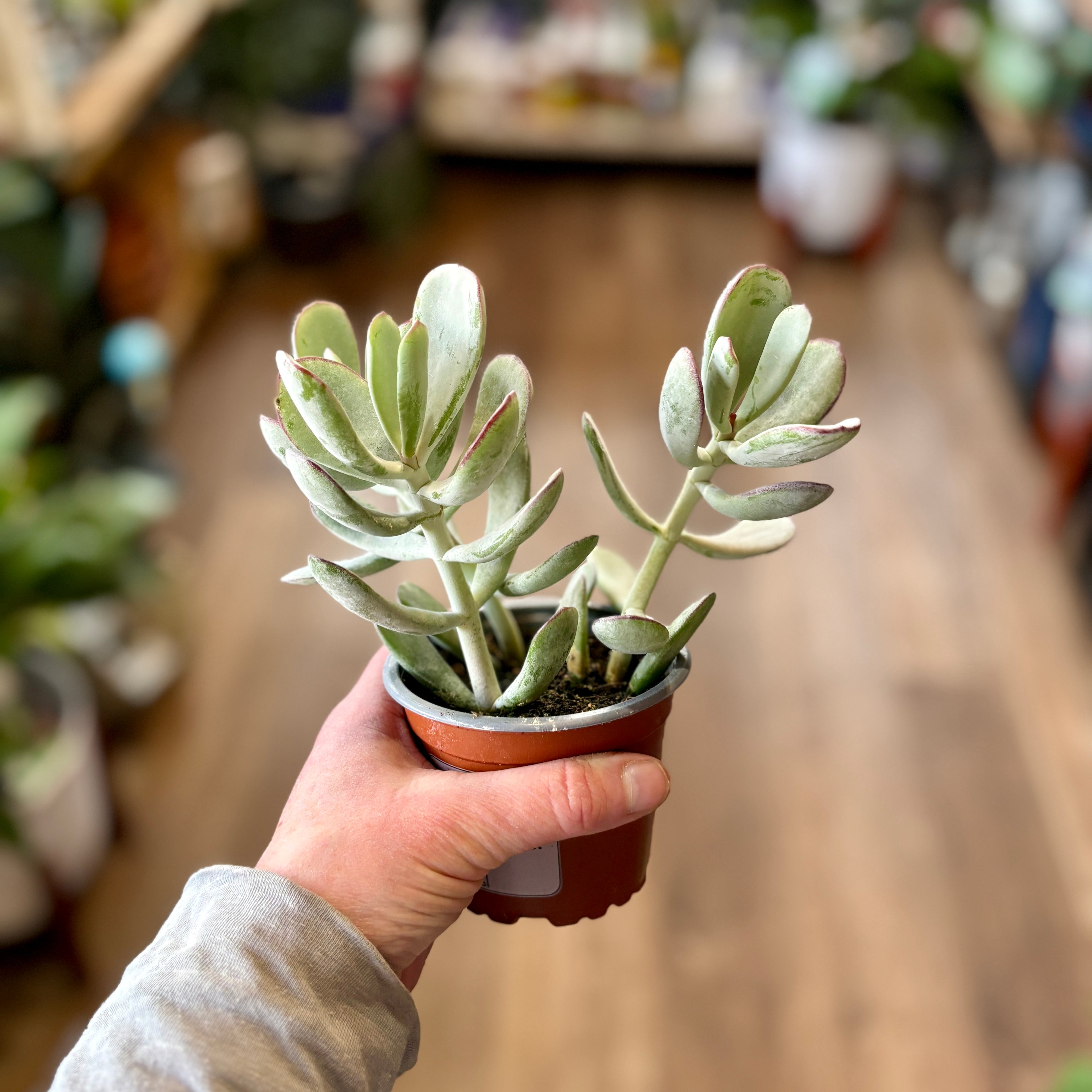 Succulent Cotyledon 'silver Peak' 4"