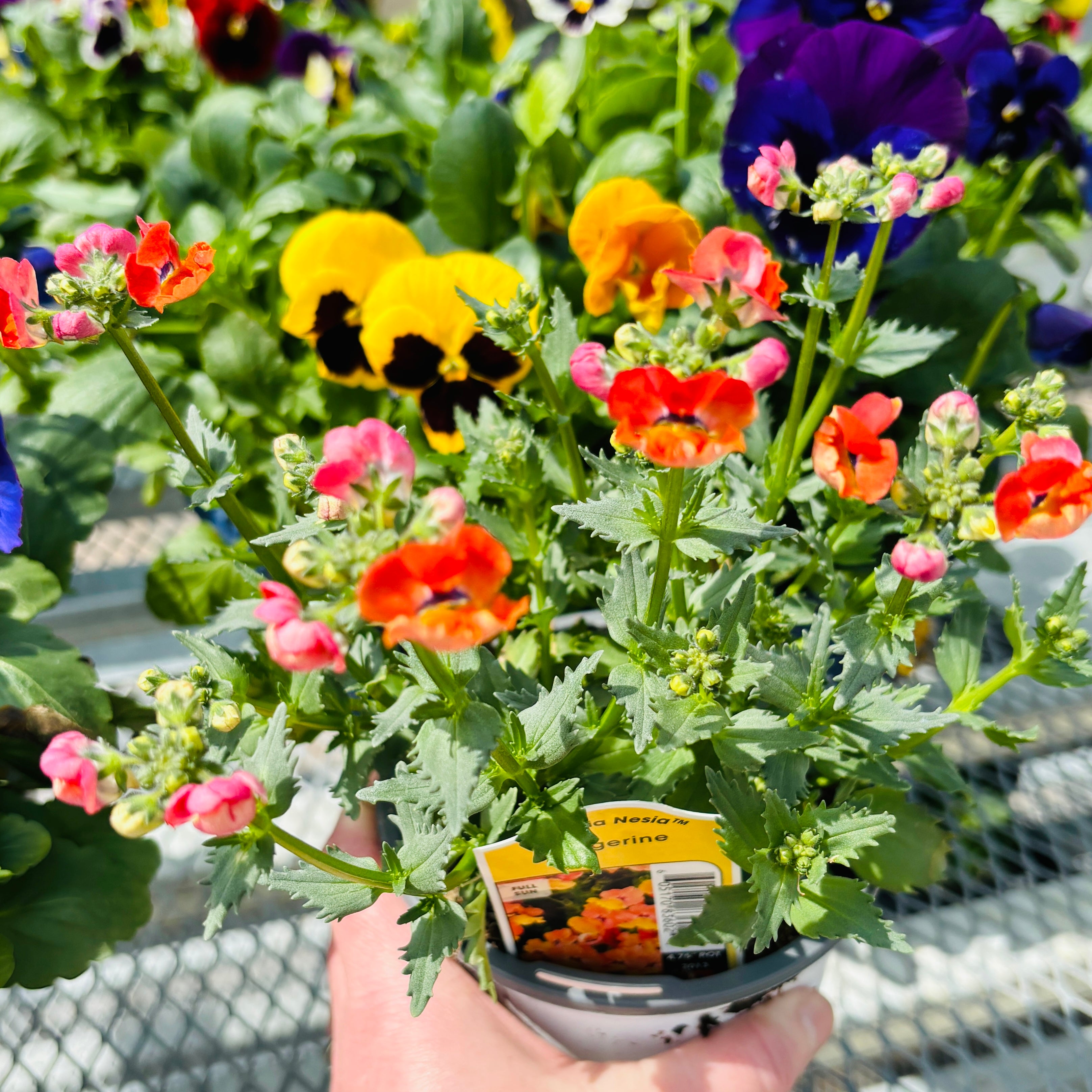 Nemesia Nesia Tangerine 4.75”