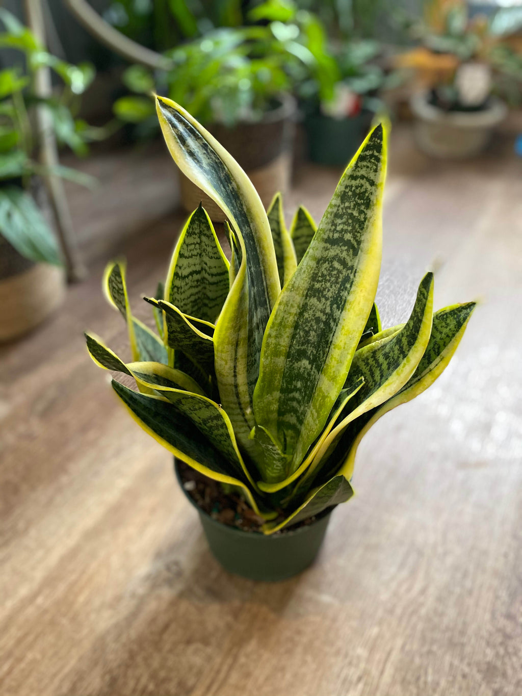Sansevieria Species 6” - Zeylanica 6"