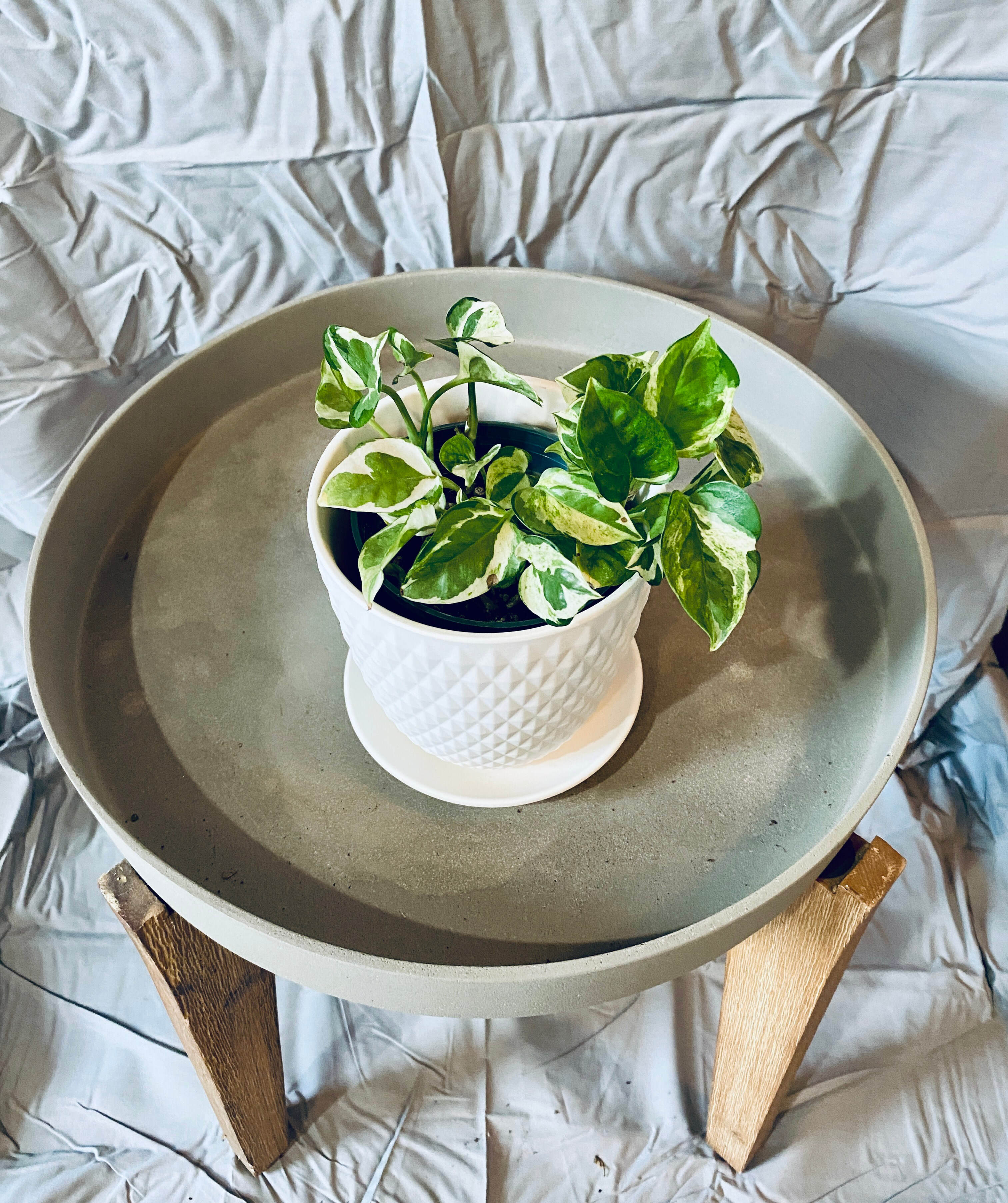 Pothos Pearl & Jade - 4”