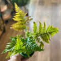 4" Autumn Fern