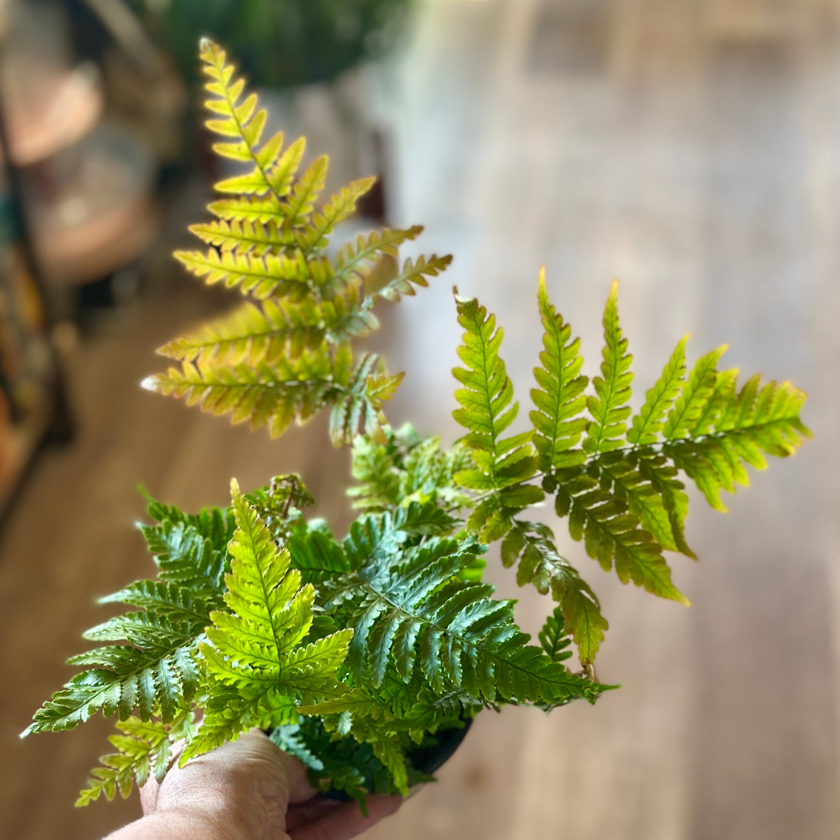 4" Autumn Fern