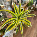 Dracaena Warneckii Goldstar 6"