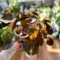 Colocasia 'Tropical Storm' 6"