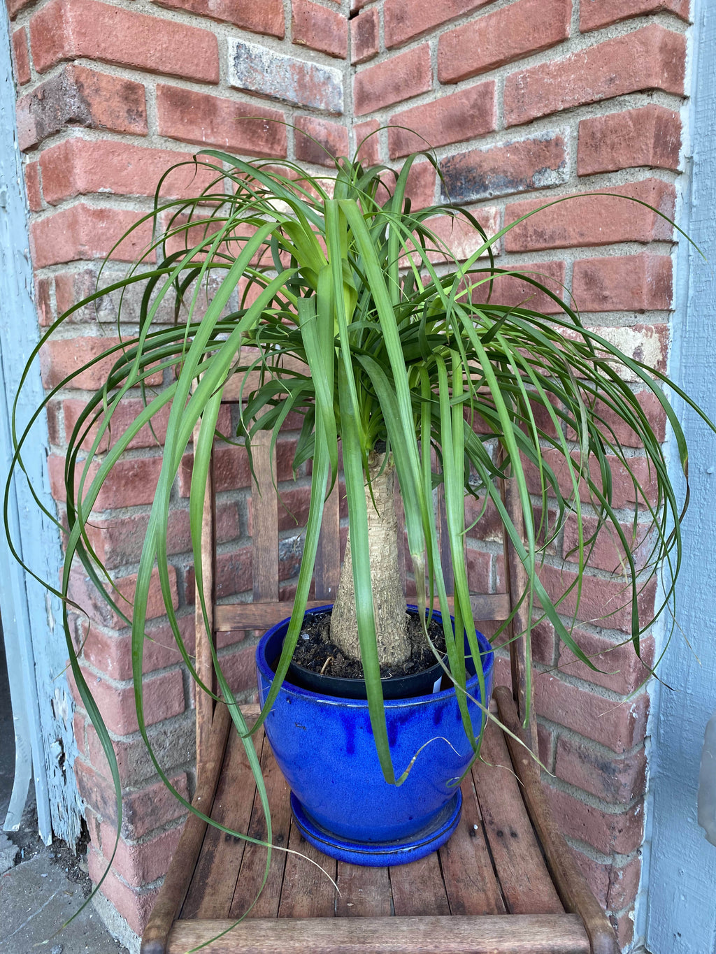 Ponytail Palm - 4"