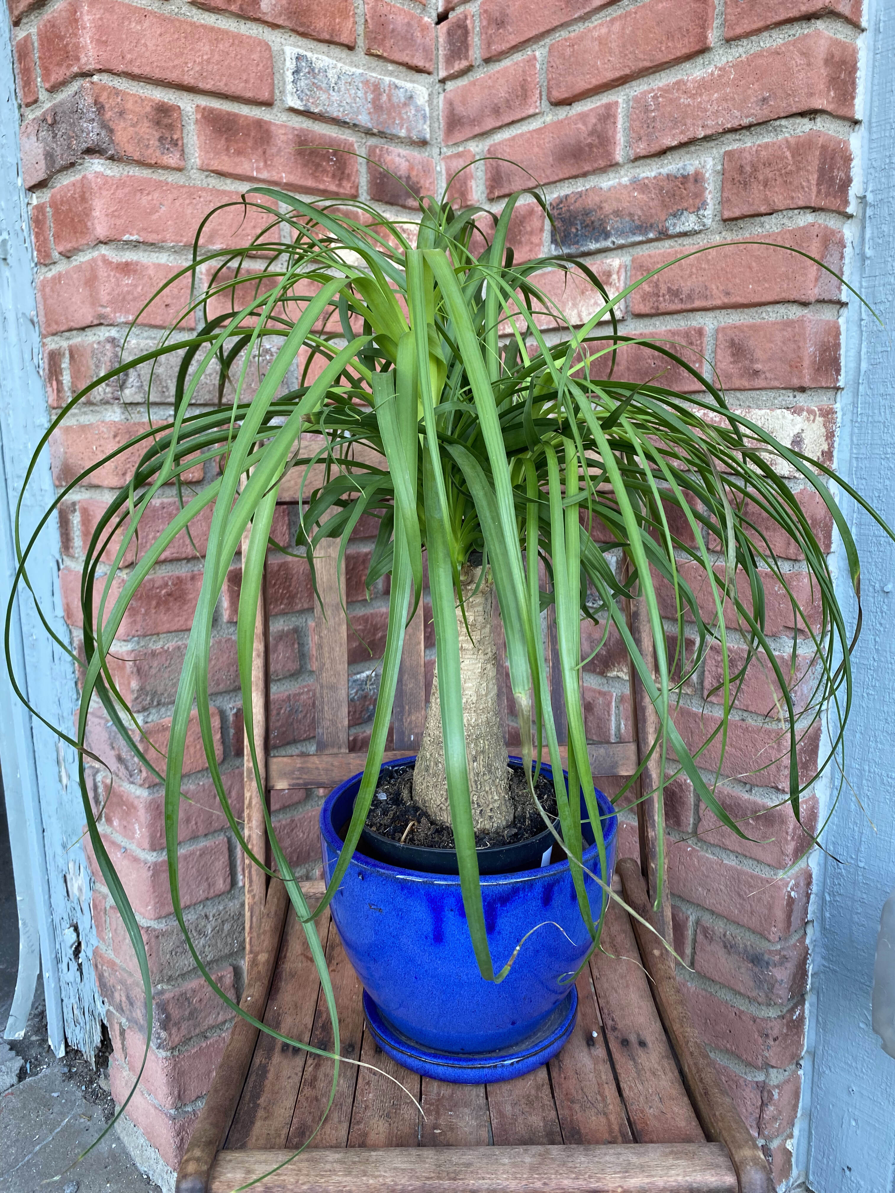 Ponytail Palm - 6"