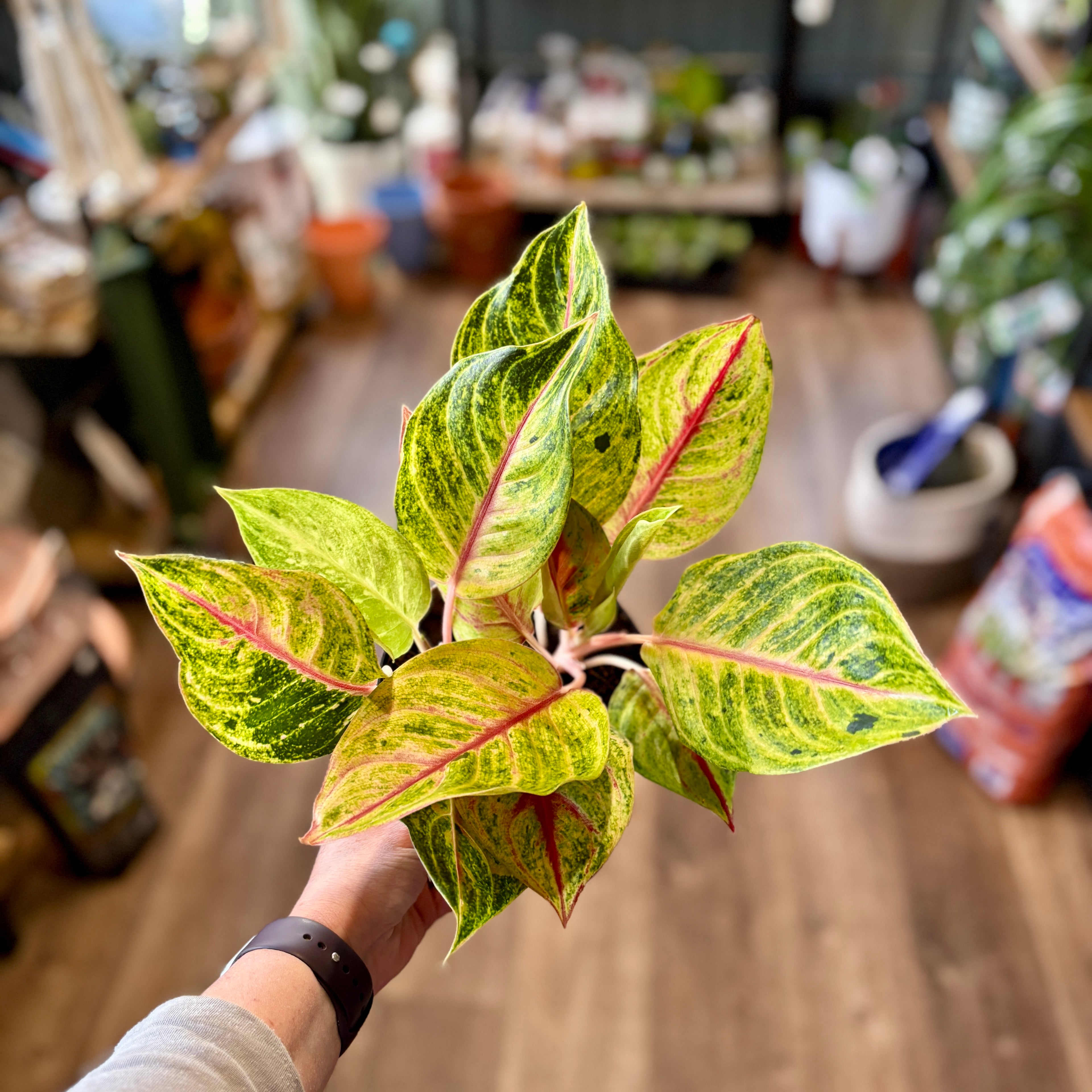 Aglaonema 'Golden Fluorite' 6"