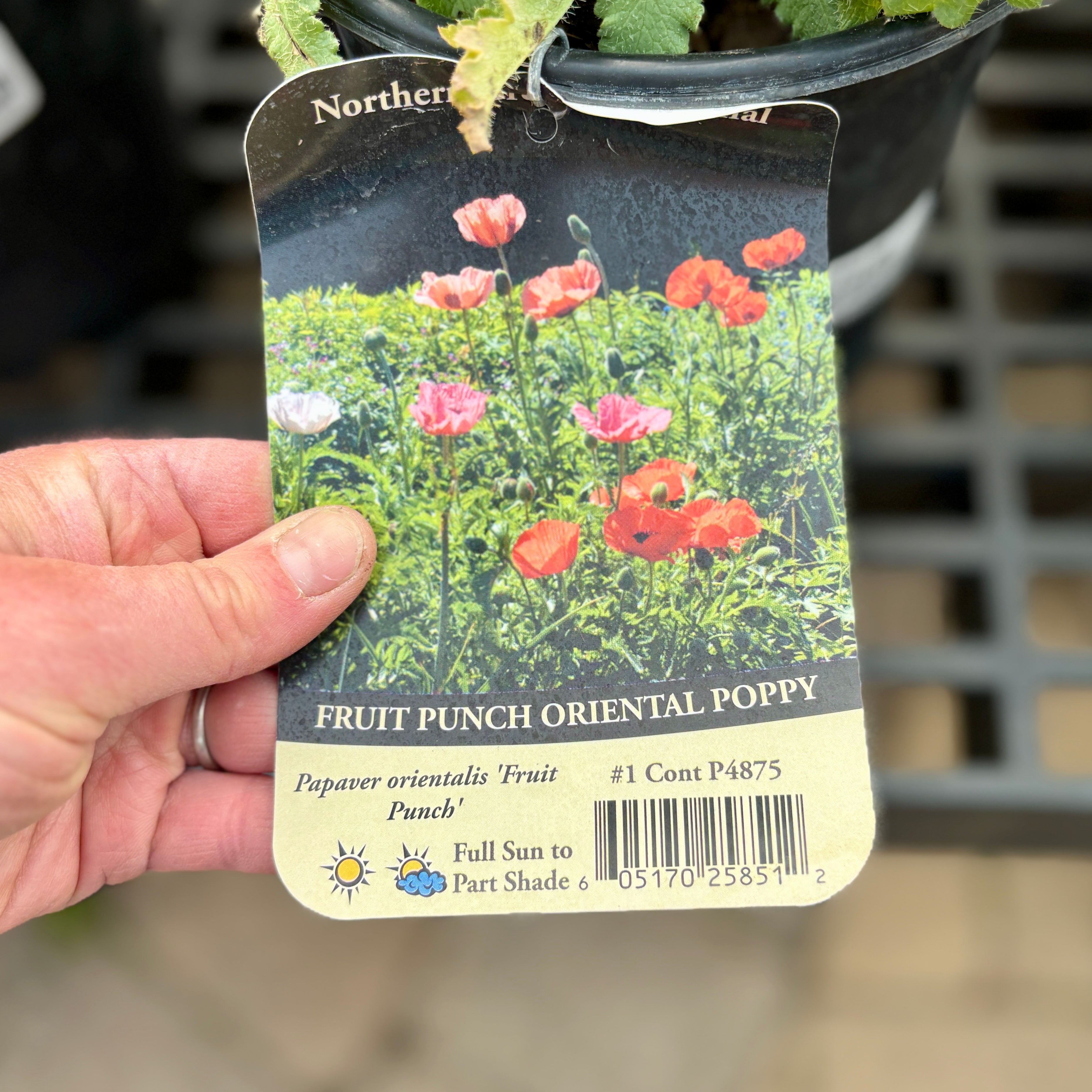 Papaver Fruit Punch #1 Gallon
