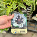 Papaver 'Royal Wedding' Oriental Poppy 1 Gallon