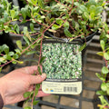 Massachusetts Bearberry