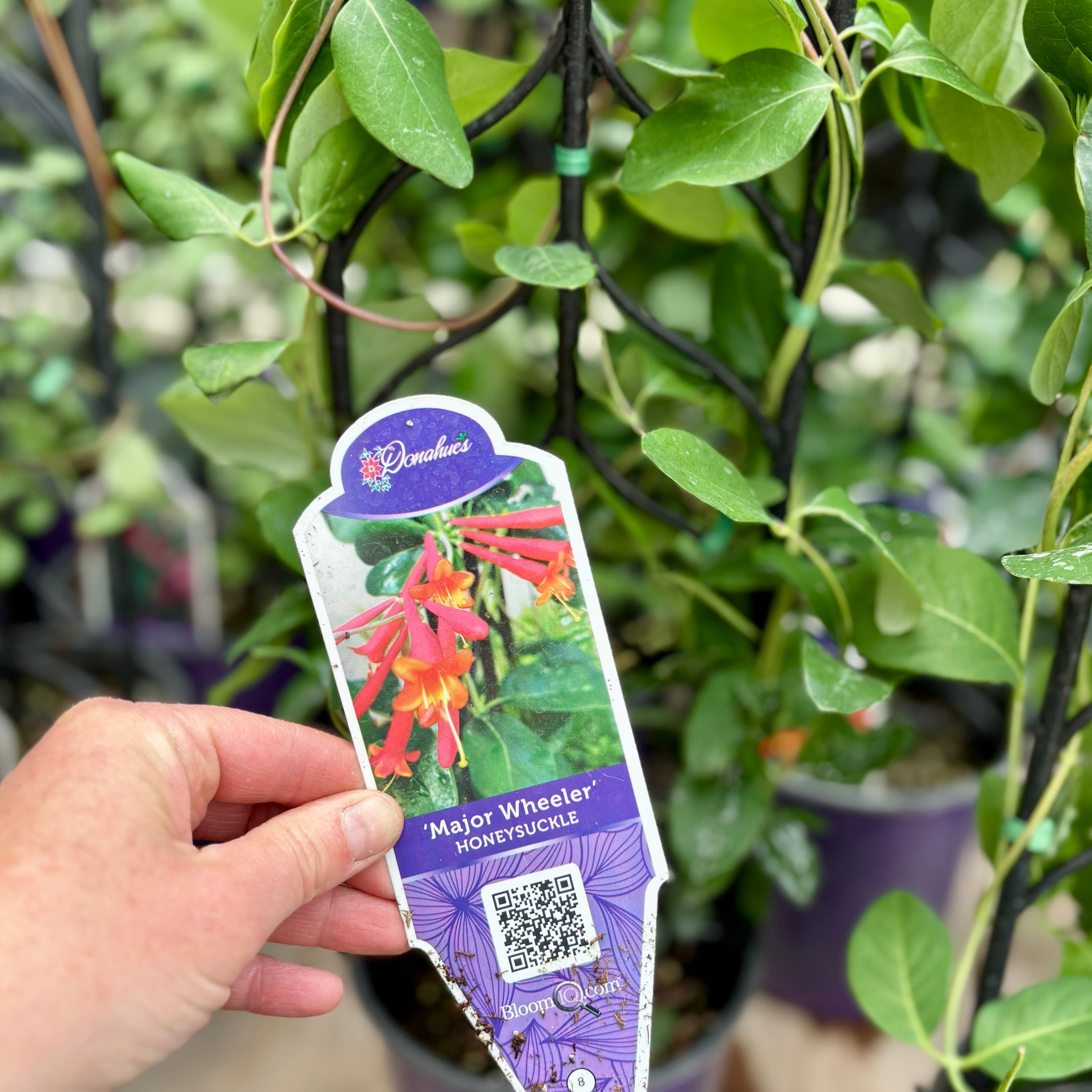Honeysuckle 'Major Wheeler'
