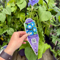 Morning Glory 'Heavenly Blue' #1 Gallon Pot