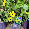 Thunbergia Yellow #1 Gallon Pot
