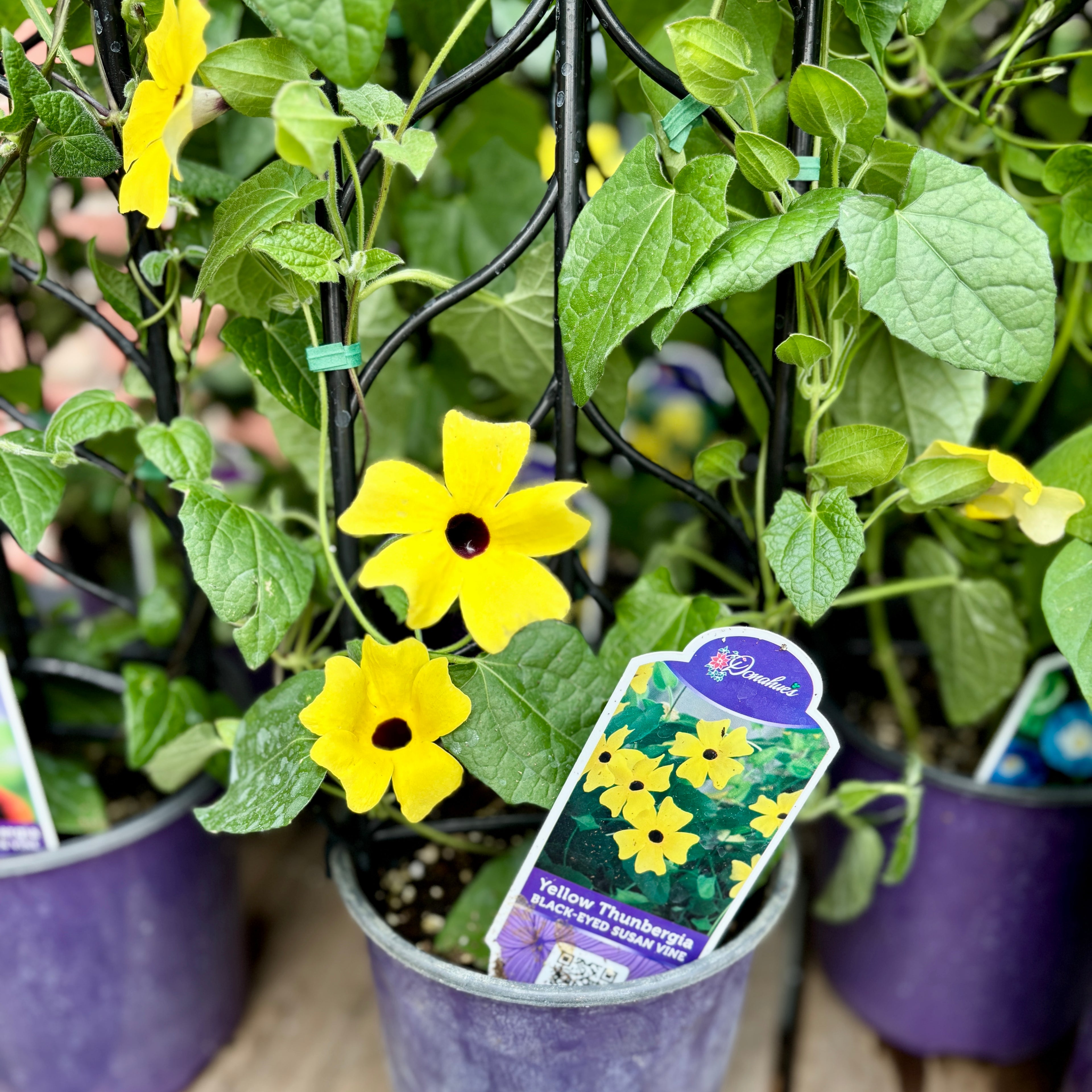 Thunbergia Yellow #1 Gallon Pot