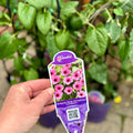Thunbergia 'Arizona Rose Sensation'