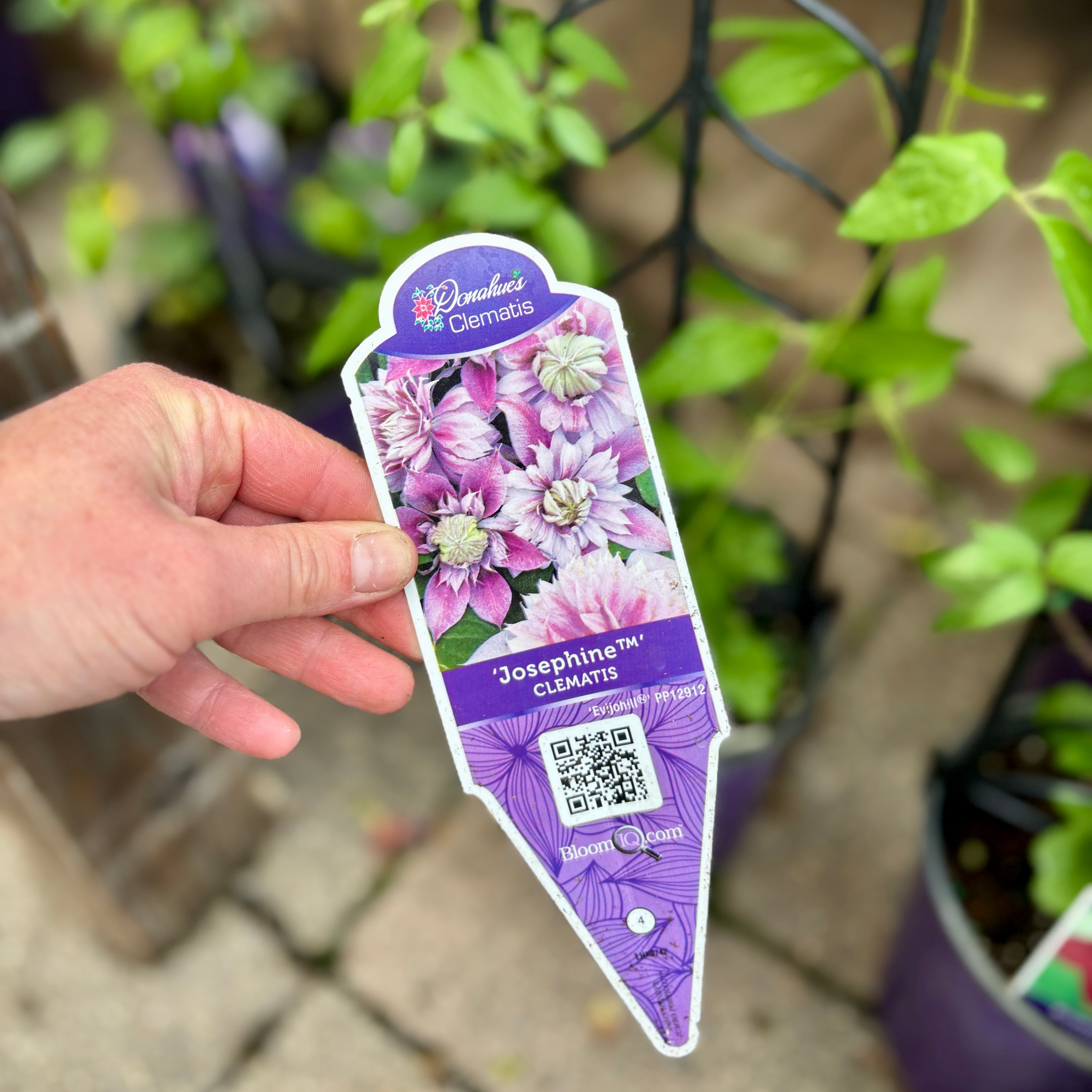 Josephine™ Clematis #1 Gallon Pot