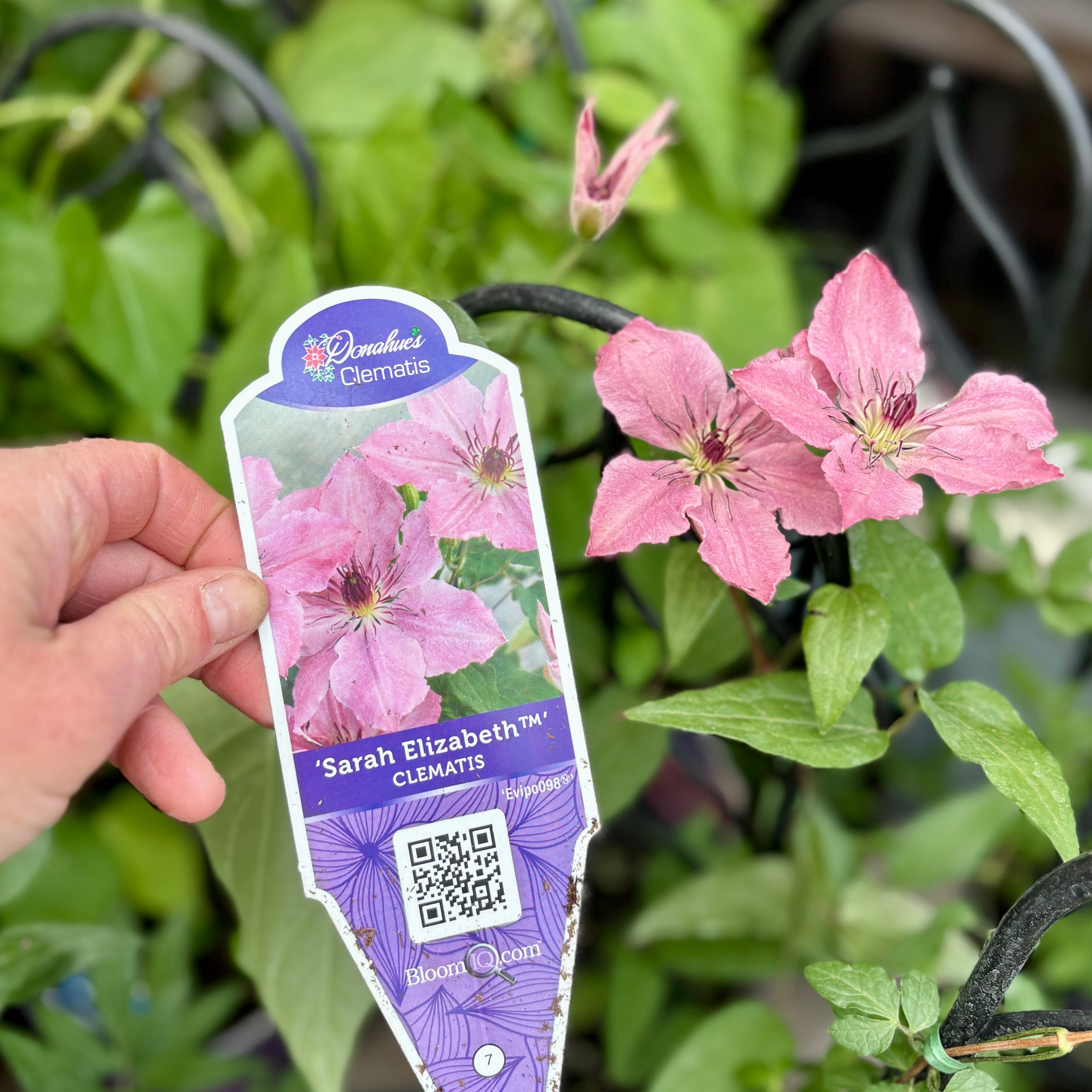sarah Elizabeth™' Clematis #1 Gallon Pot