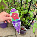 Rosemoor™ Clematis #1 Gallon Pot