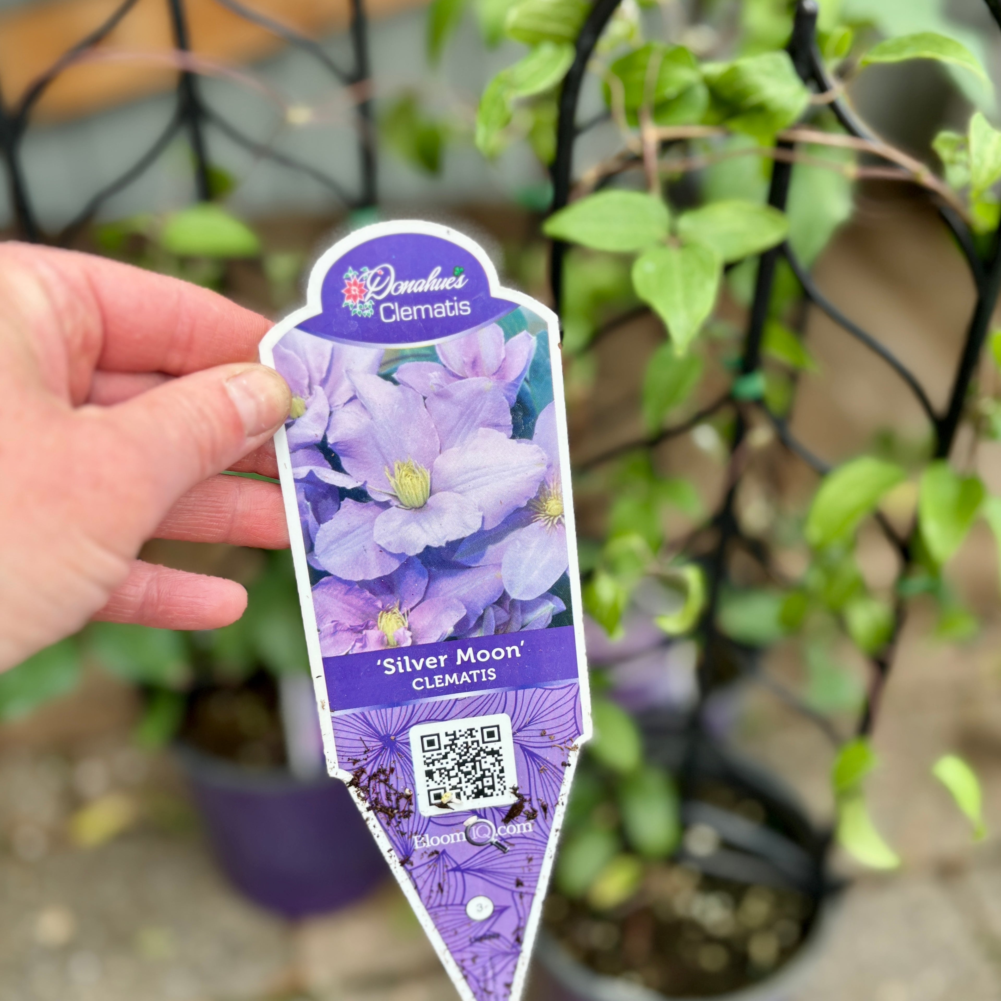 Silver Moon Clematis #1 Gallon Pot