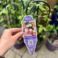 Comtesse De Bouchaud Clematis #1 Gallon Pot