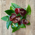 Anthurium 'Essencia Brown' 6"